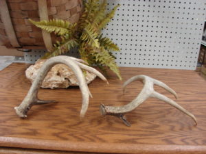 Real Deer Antler Trophy Sheds Curved Handle - Moose-R-Us.Com Log Cabin ...