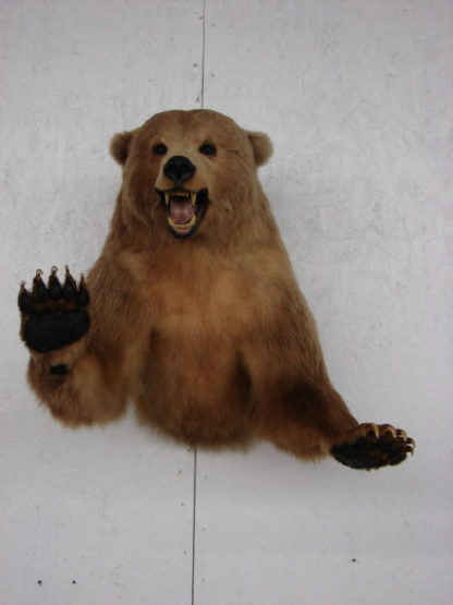 grizzly bear head taxidermy