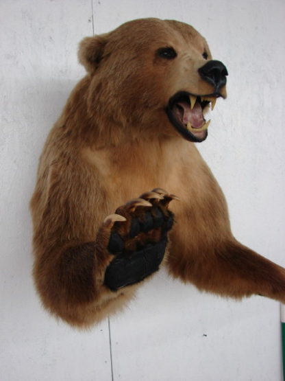 kodiak bear taxidermy for sale