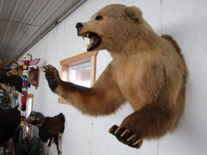 kodiak bear taxidermy