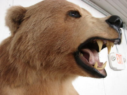 kodiak bear taxidermy