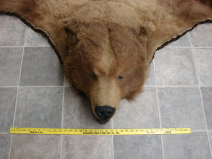 kodiak bear taxidermy for sale