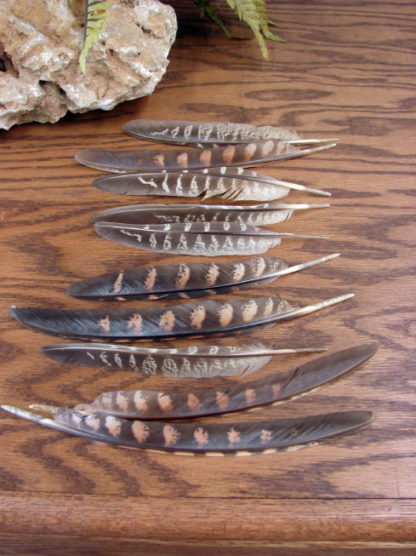 Real Ringneck Pheasant Feather Quills 10 Piece Feathers - Moose-R-Us ...