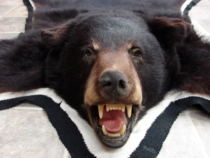 Taxidermy Real Black Bear Rug Small Size Black White Felt - Moose-R-Us ...