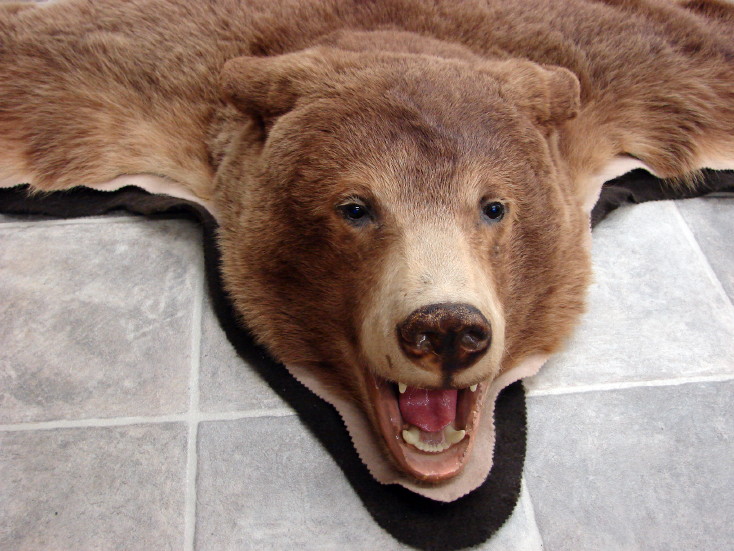 real bear taxidermy