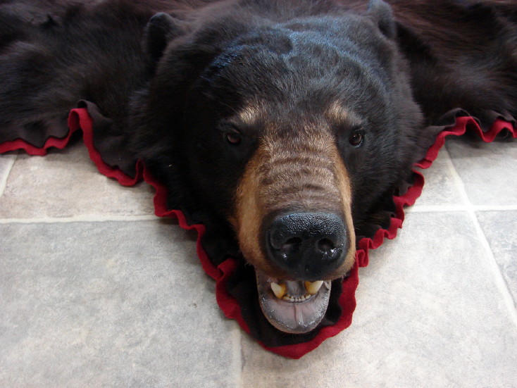 Brand New Real Chocolate Black Bear Skin Rug Ruby Red Double Felt ...