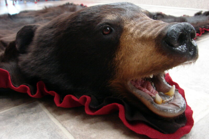 Brand New Real Chocolate Black Bear Skin Rug Ruby Red Double Felt, Moose-R-Us.Com Log Cabin Decor