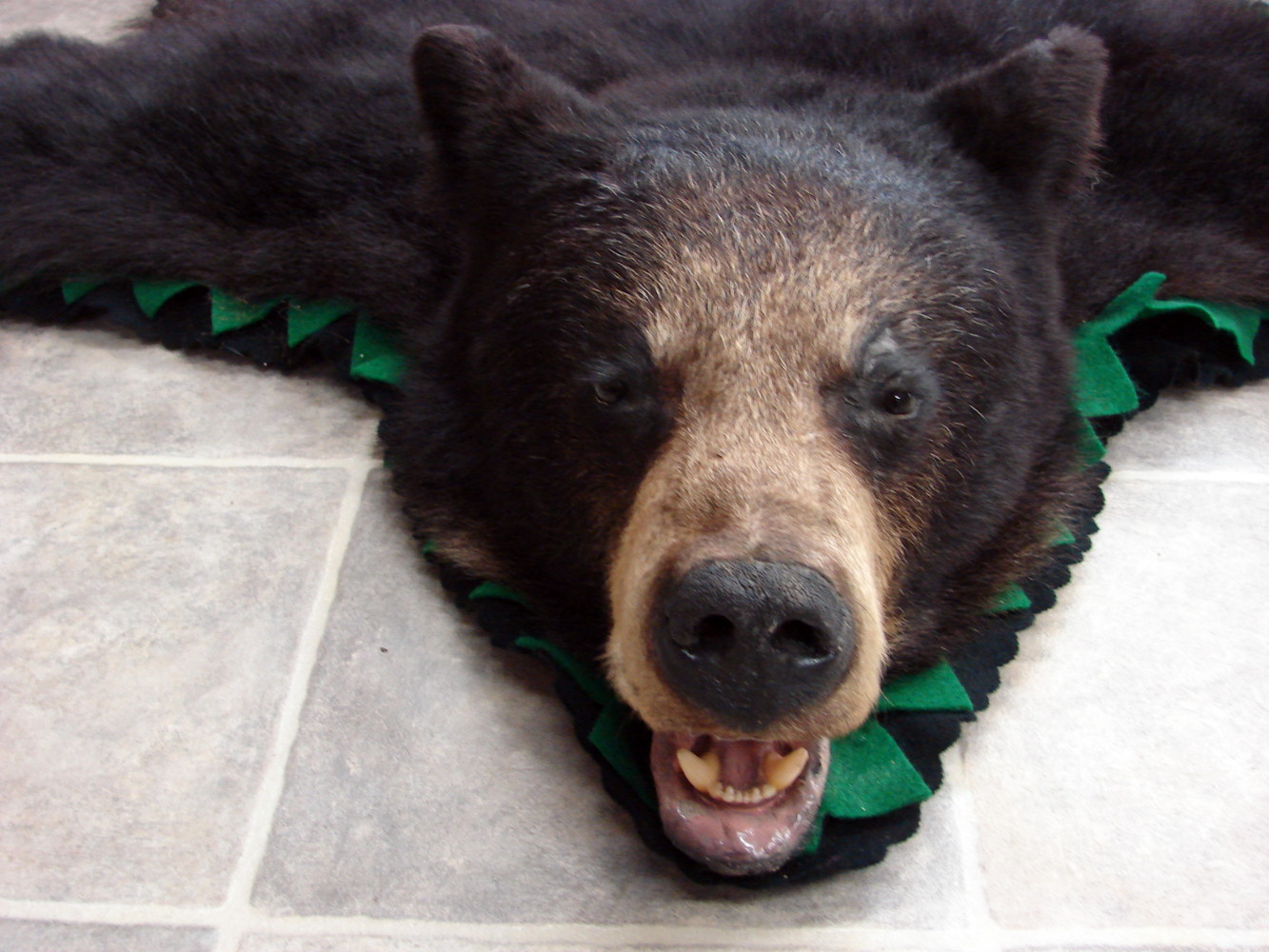 Real Black Bear Rug Taxidermy Hide Pelt Fur Black Emerald Green Felt