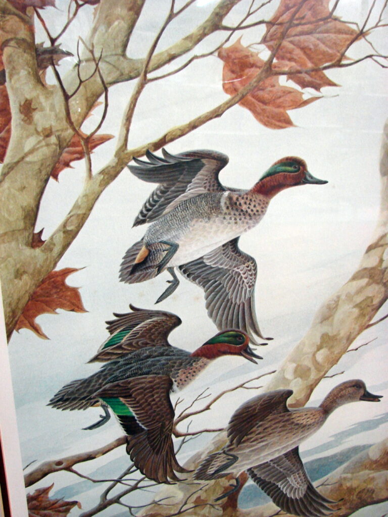 Vintage Ducks Unlimited 1989 John Ruthven GreenWinged Teal Print