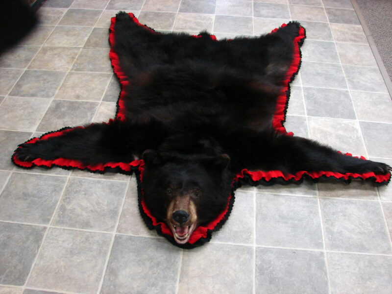 Real Black Bear Rug Taxidermy Hide Pelt Fur Black Red Felt Open Mouth, Moose-R-Us.Com Log Cabin Decor