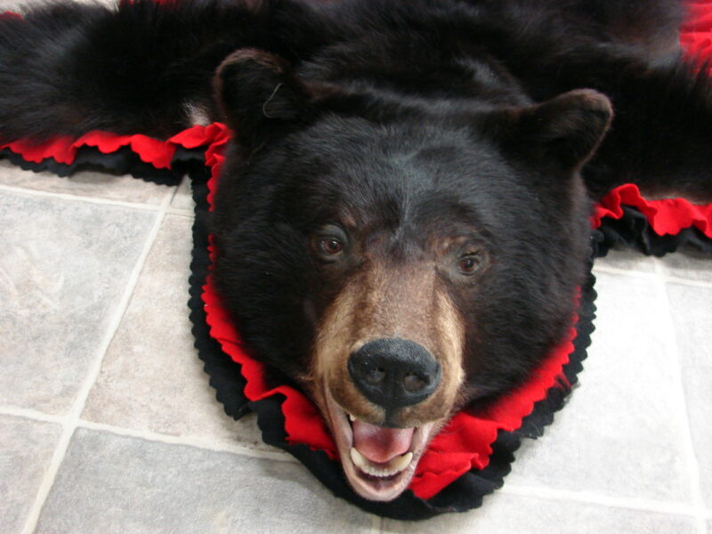 Real Black Bear Rug Taxidermy Hide Pelt Fur Black Red Felt Open Mouth, Moose-R-Us.Com Log Cabin Decor