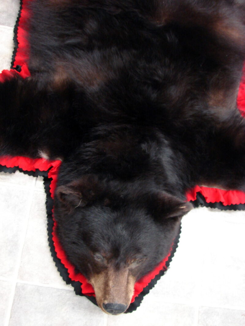 Real Black Bear Rug Taxidermy Hide Pelt Fur Black Red Felt Open Mouth, Moose-R-Us.Com Log Cabin Decor