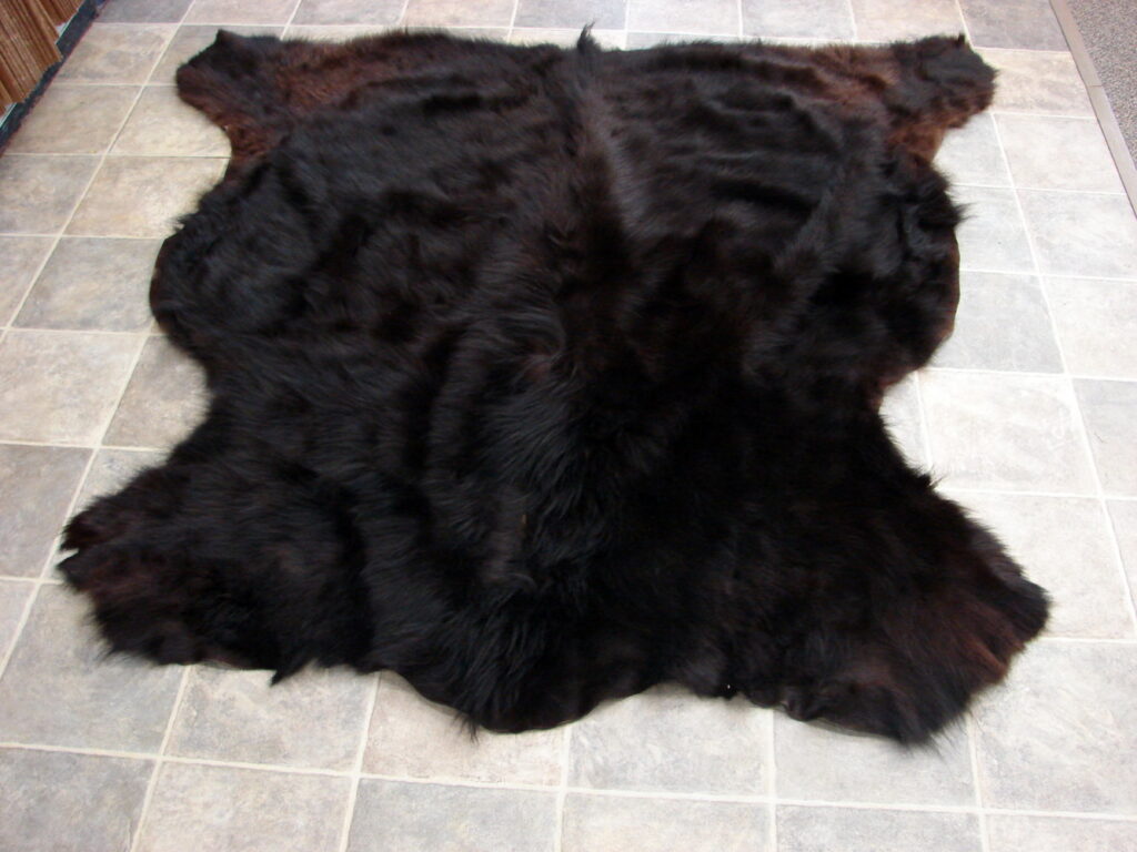 Real Black Bear Fur Tanned Taxidermy Hide Pelt Throw 68 x 64 Craft ...