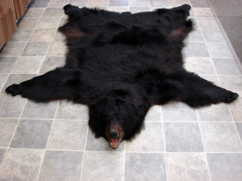 Real Black Bear Fur Taxidermy Hide Pelt w/ Head Ready for Felt, Moose-R-Us.Com Log Cabin Decor