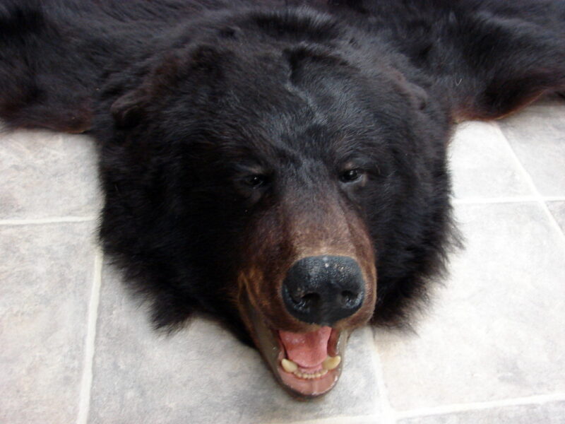 Real Black Bear Fur Taxidermy Hide Pelt w/ Head Ready for Felt, Moose-R-Us.Com Log Cabin Decor