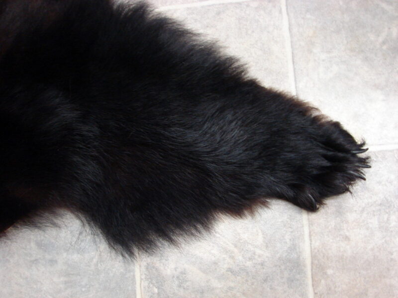 Real Black Bear Fur Taxidermy Hide Pelt w/ Head Ready for Felt, Moose-R-Us.Com Log Cabin Decor