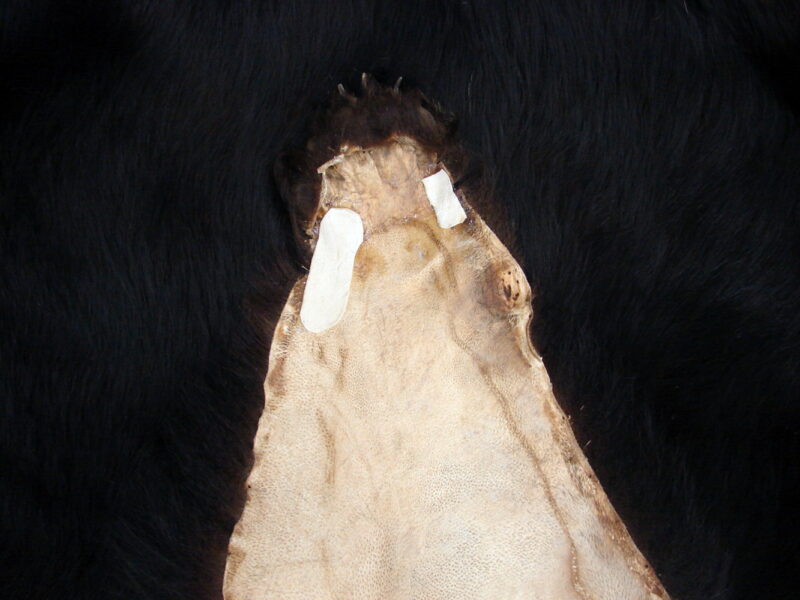 Real Black Bear Fur Taxidermy Hide Pelt w/ Head Ready for Felt, Moose-R-Us.Com Log Cabin Decor