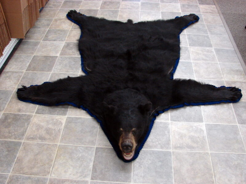 Real Black Bear Rug Taxidermy Hide Pelt Fur Black Royal Blue Felt Open Mouth, Moose-R-Us.Com Log Cabin Decor