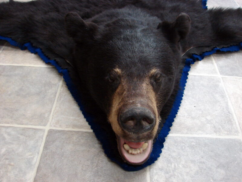 Real Black Bear Rug Taxidermy Hide Pelt Fur Black Royal Blue Felt Open Mouth, Moose-R-Us.Com Log Cabin Decor