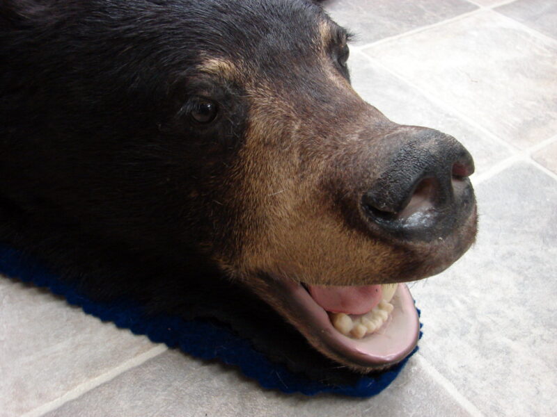 Real Black Bear Rug Taxidermy Hide Pelt Fur Black Royal Blue Felt Open Mouth, Moose-R-Us.Com Log Cabin Decor