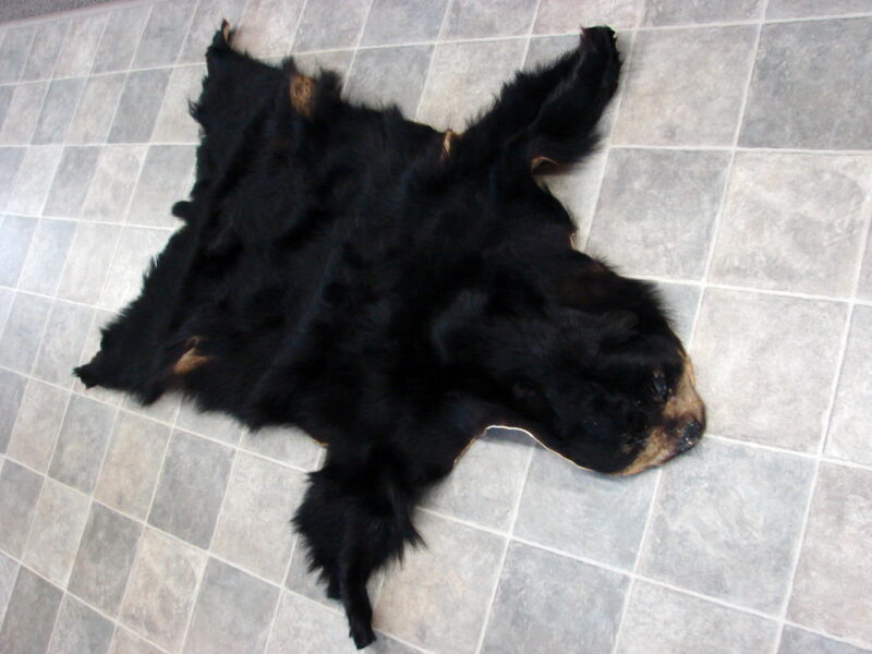 Real Black Bear Soft Shiny Taxidermy Hide Pelt Fur Craft w/ Face 72 x 52, Moose-R-Us.Com Log Cabin Decor