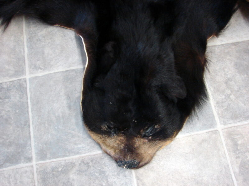 Real Black Bear Soft Shiny Taxidermy Hide Pelt Fur Craft w/ Face 72 x 52, Moose-R-Us.Com Log Cabin Decor