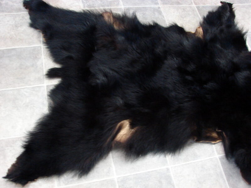 Real Black Bear Soft Shiny Taxidermy Hide Pelt Fur Craft w/ Face 72 x 52, Moose-R-Us.Com Log Cabin Decor