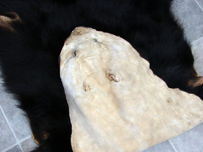 Real Black Bear Soft Shiny Taxidermy Hide Pelt Fur Craft w/ Face 72 x 52, Moose-R-Us.Com Log Cabin Decor