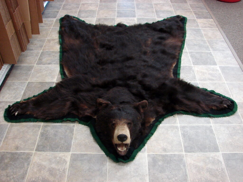 Real Black Bear Rug Taxidermy Hide Pelt Fur Black Forest Green Felt ...