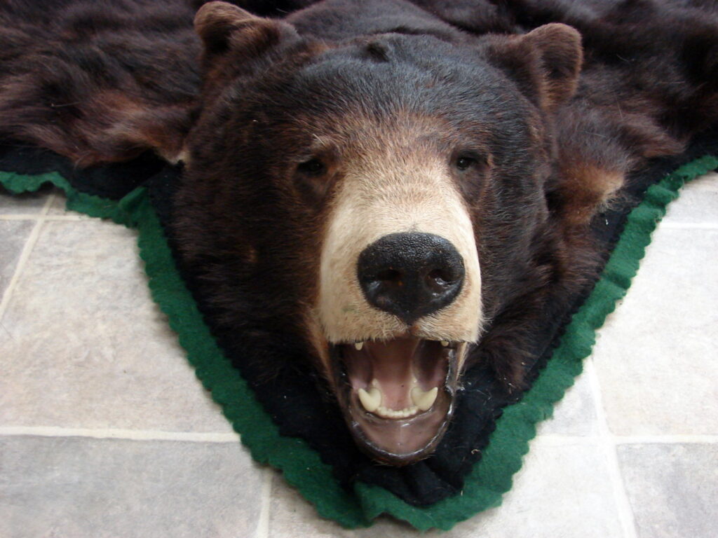 Real Black Bear Rug Taxidermy Hide Pelt Fur Black Forest Green Felt ...