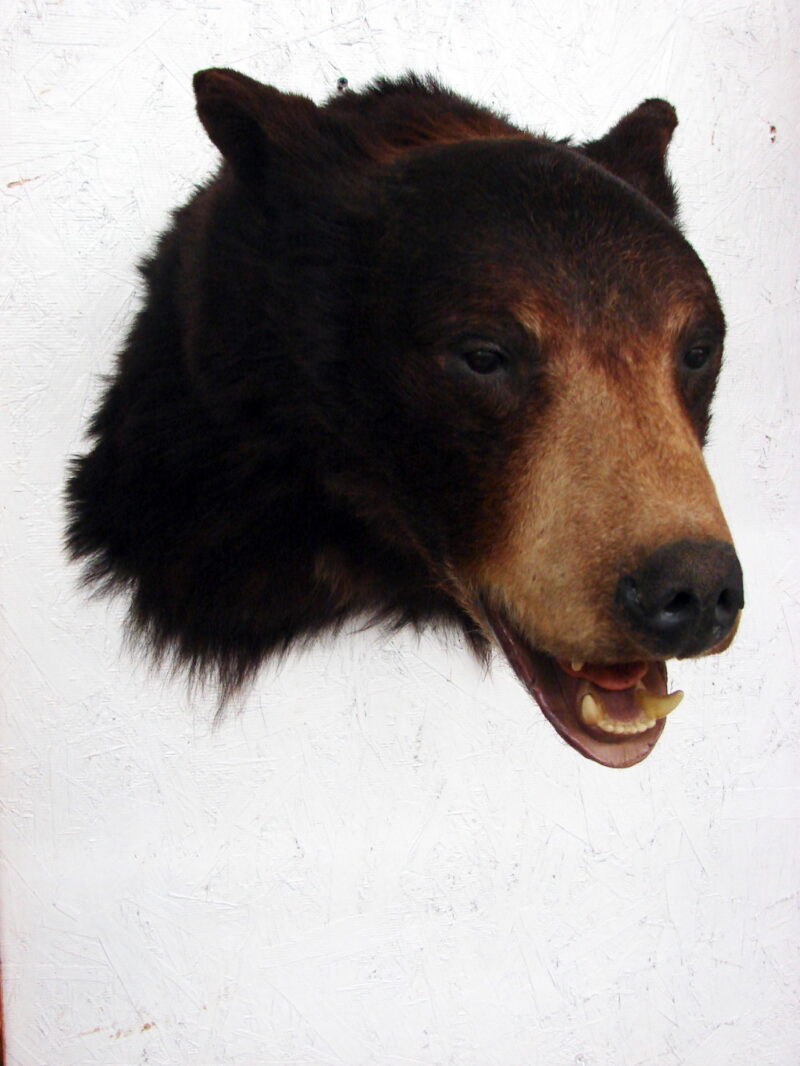 Real Black Bear Shoulder Mount Taxidermy Wall Mount Style 2, Moose-R-Us.Com Log Cabin Decor