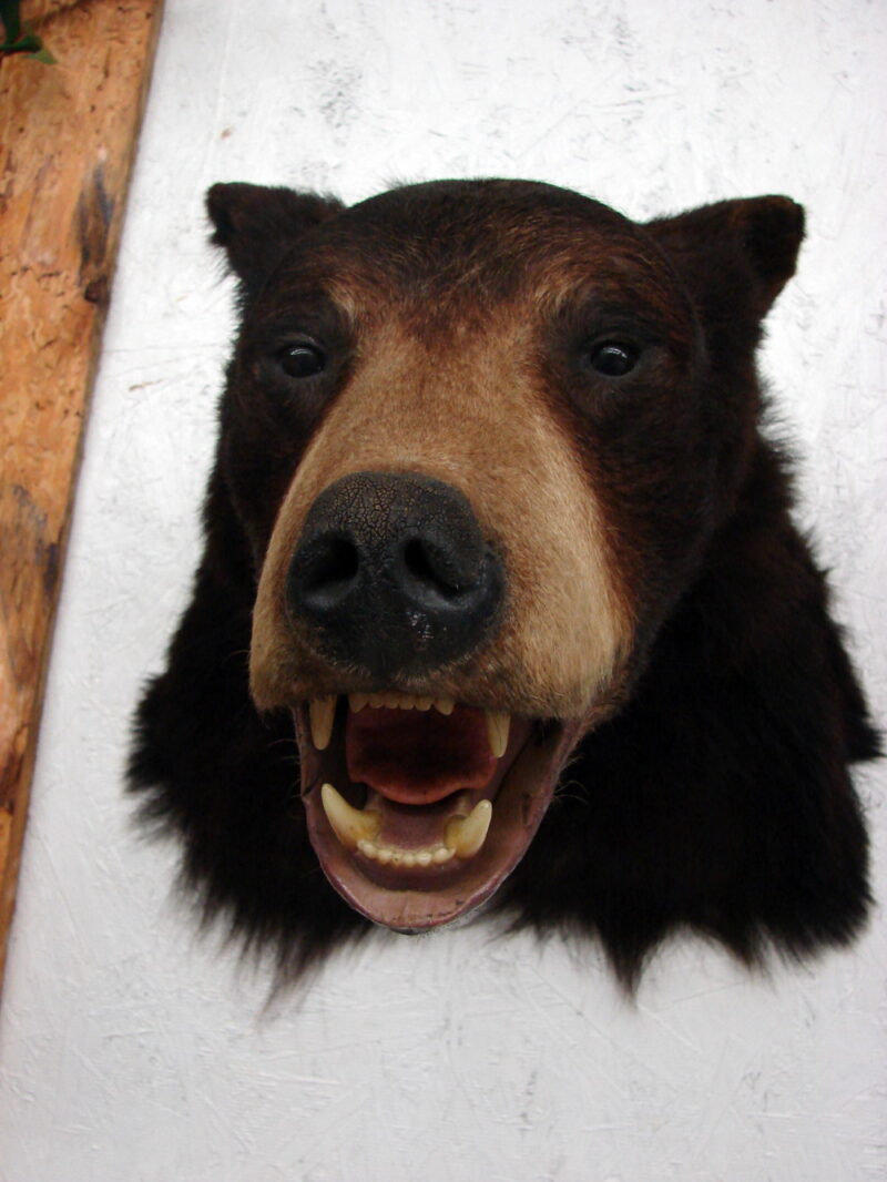 Real Black Bear Shoulder Mount Taxidermy Wall Mount Style 2, Moose-R-Us.Com Log Cabin Decor