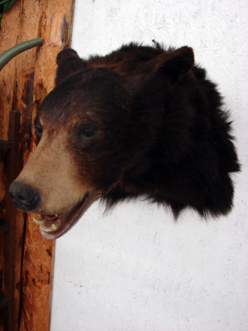 Real Black Bear Shoulder Mount Taxidermy Wall Mount Style 2, Moose-R-Us.Com Log Cabin Decor