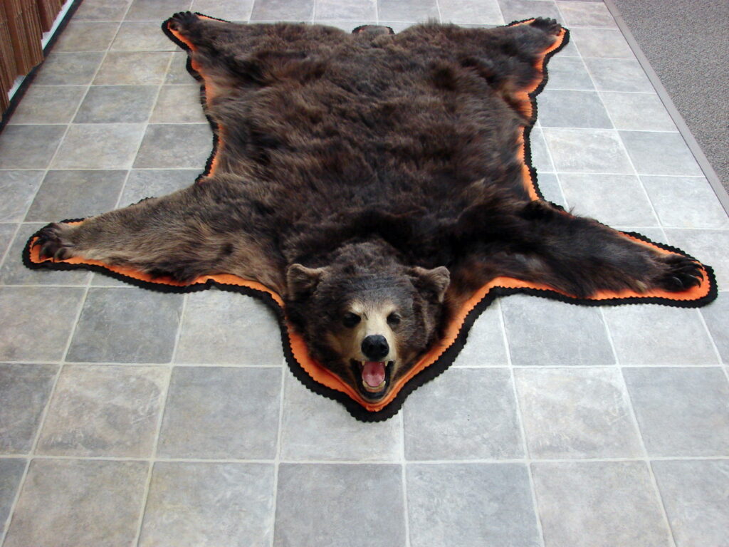 Real Black Bear Rug Taxidermy Hide Pelt Fur Orange Black Huge Bear ...