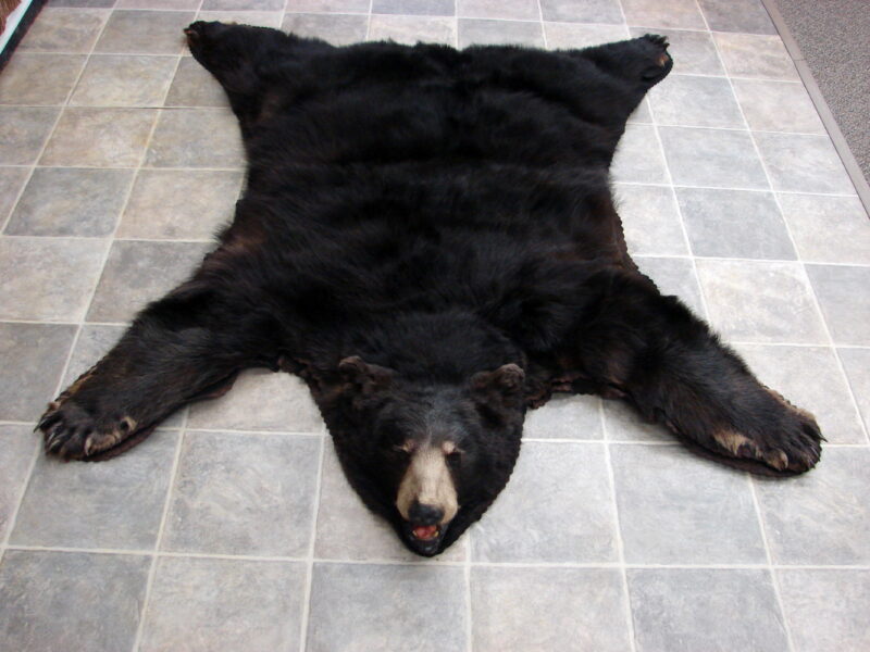 Real Black Bear Rug Taxidermy Hide Pelt Fur Black on Black Silver Tip Phase, Moose-R-Us.Com Log Cabin Decor