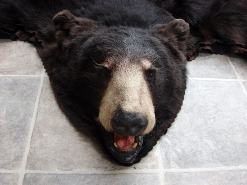 Real Black Bear Rug Taxidermy Hide Pelt Fur Black on Black Silver Tip Phase, Moose-R-Us.Com Log Cabin Decor