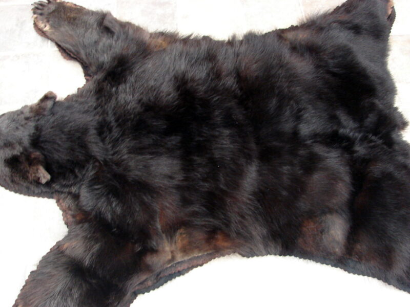 Real Black Bear Rug Taxidermy Hide Pelt Fur Black on Black Silver Tip Phase, Moose-R-Us.Com Log Cabin Decor