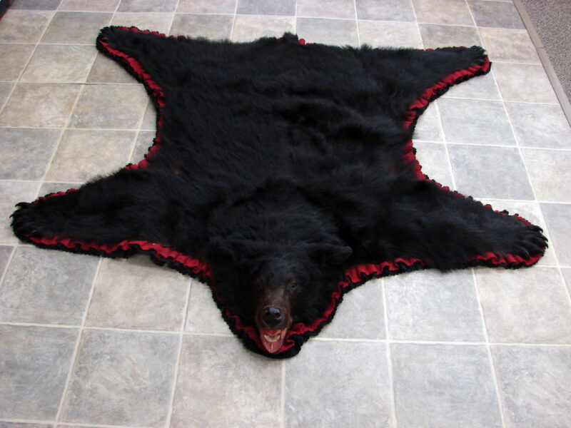 Real Black Bear Rug Taxidermy Hide Pelt Fur Cranberry Black Super Thick, Moose-R-Us.Com Log Cabin Decor