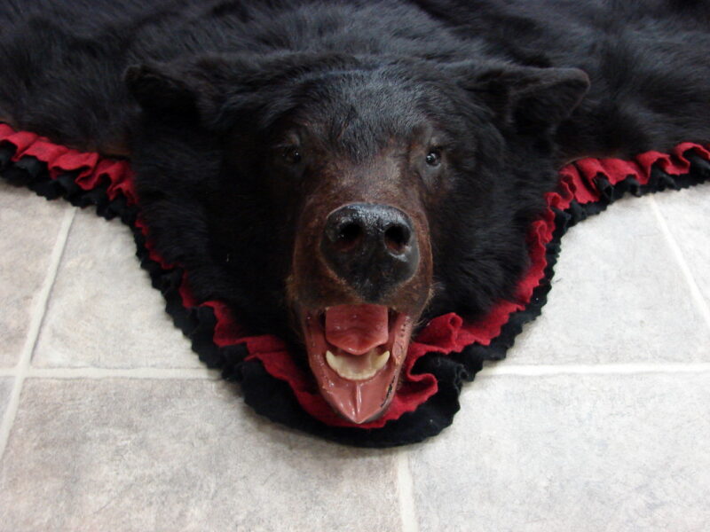 Real Black Bear Rug Taxidermy Hide Pelt Fur Cranberry Black Super Thick, Moose-R-Us.Com Log Cabin Decor