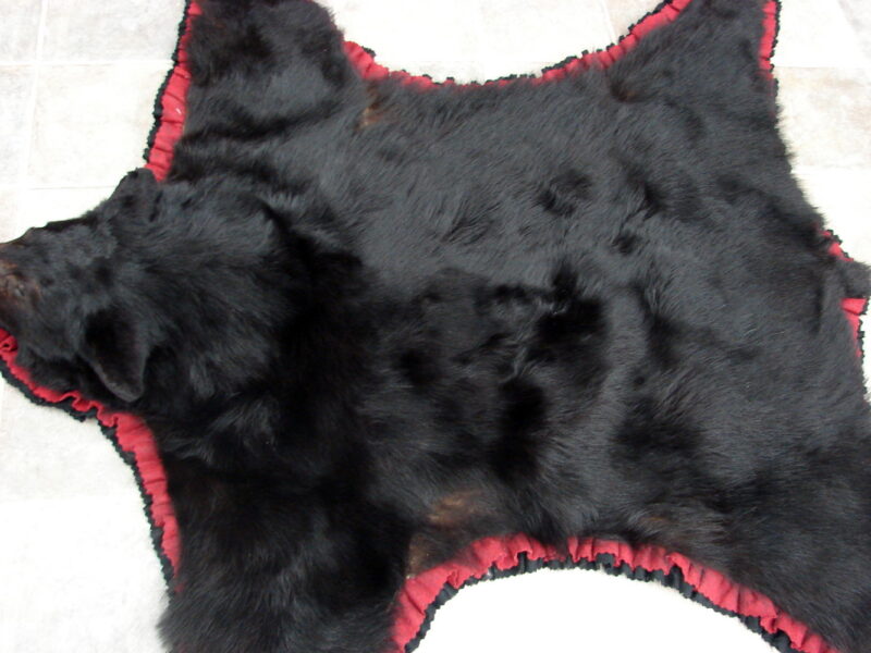 Real Black Bear Rug Taxidermy Hide Pelt Fur Cranberry Black Super Thick, Moose-R-Us.Com Log Cabin Decor