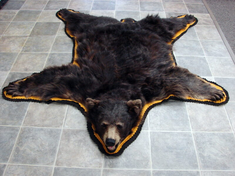 Real Black Bear Rug Taxidermy Hide Pelt Fur Gold Brownish Black Super Thick Phase, Moose-R-Us.Com Log Cabin Decor