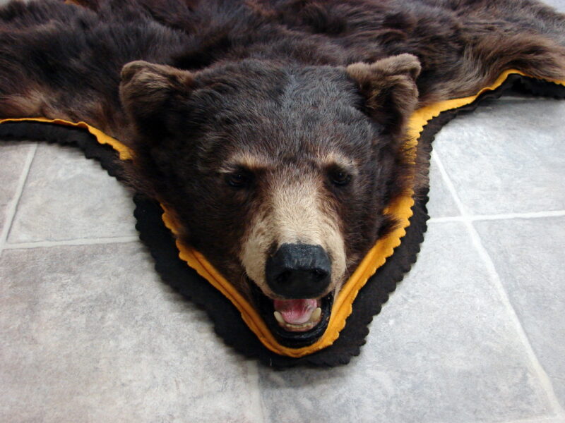 Real Black Bear Rug Taxidermy Hide Pelt Fur Gold Brownish Black Super Thick Phase, Moose-R-Us.Com Log Cabin Decor