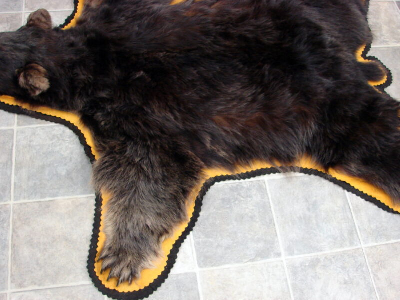 Real Black Bear Rug Taxidermy Hide Pelt Fur Gold Brownish Black Super Thick Phase, Moose-R-Us.Com Log Cabin Decor