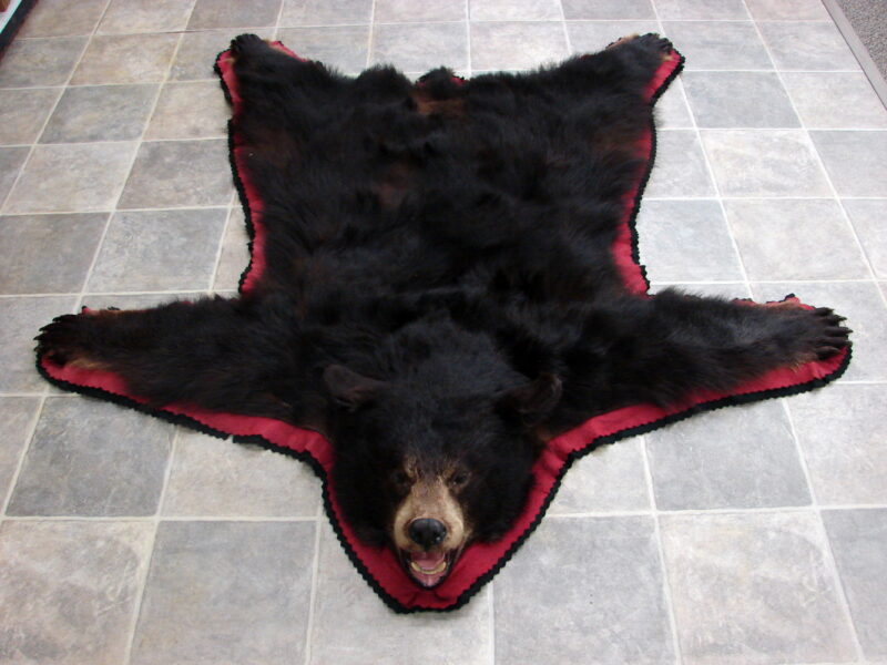 Real Black Bear Rug Taxidermy Hide Pelt Fur Rose Red Black Ferocious Face Compact, Moose-R-Us.Com Log Cabin Decor