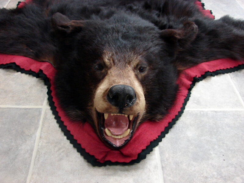 Real Black Bear Rug Taxidermy Hide Pelt Fur Rose Red Black Ferocious Face Compact, Moose-R-Us.Com Log Cabin Decor