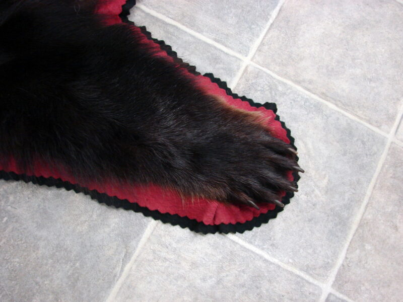 Real Black Bear Rug Taxidermy Hide Pelt Fur Rose Red Black Ferocious Face Compact, Moose-R-Us.Com Log Cabin Decor