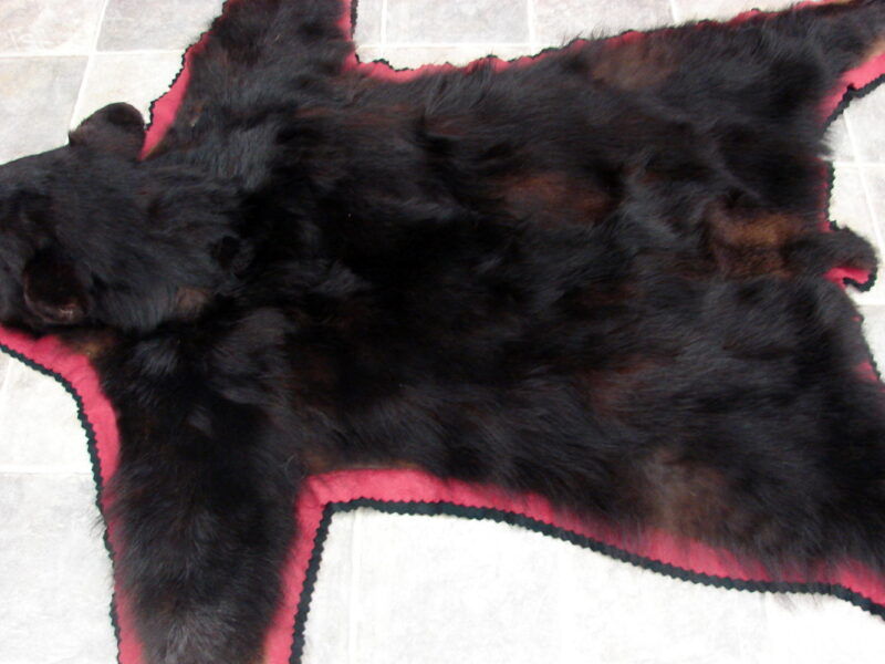 Real Black Bear Rug Taxidermy Hide Pelt Fur Rose Red Black Ferocious Face Compact, Moose-R-Us.Com Log Cabin Decor