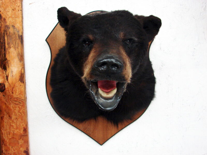 Real Black Bear Shoulder Mount Taxidermy Wall Mount Style 3, Moose-R-Us.Com Log Cabin Decor