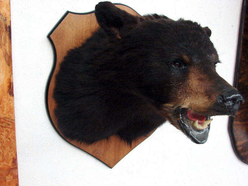 Real Black Bear Shoulder Mount Taxidermy Wall Mount Style 3, Moose-R-Us.Com Log Cabin Decor