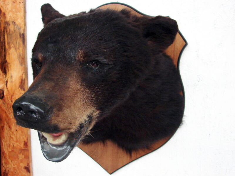 Real Black Bear Shoulder Mount Taxidermy Wall Mount Style 3, Moose-R-Us.Com Log Cabin Decor